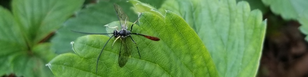 Bug on a Leaf